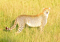 Blettatígur í Masai Mara